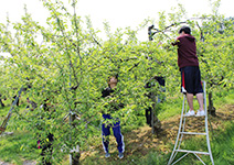 3年目：リンゴの花摘み研修
