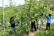 リンゴの花摘み研修
